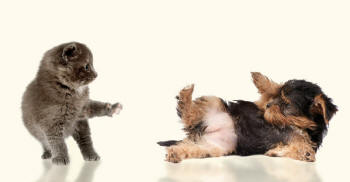 Yorkshire Terrier and Grey Kitten Reveal Paws