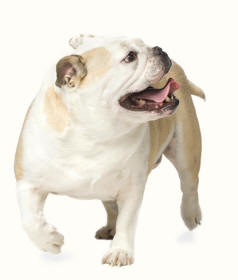 Bulldog Rolling Gait