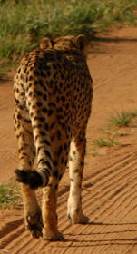 Cheetah Registering in Soil