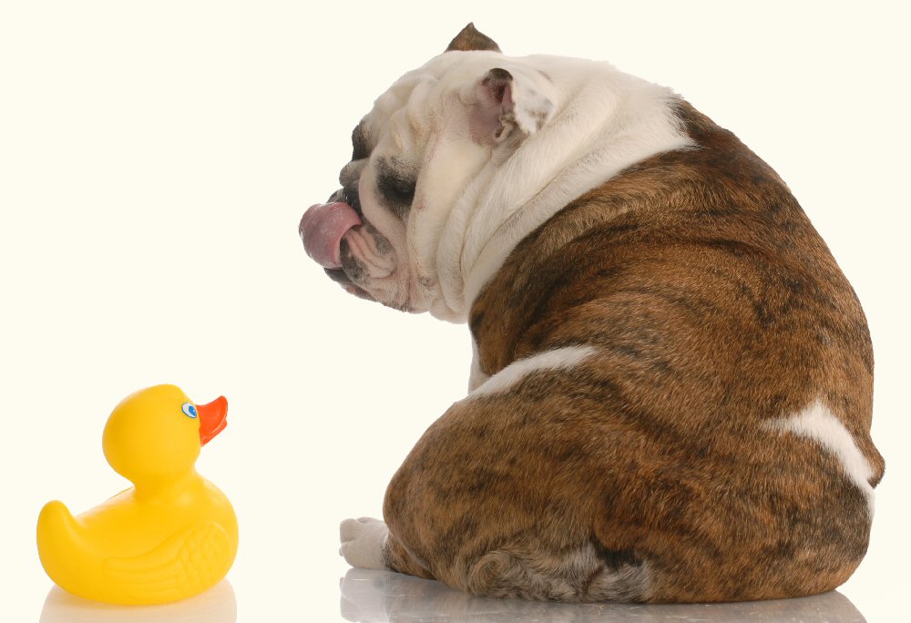 Dog and Rubber Duck