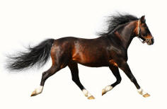 Arabian Stallion Horse Suspended Trot