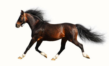 Arabian Stallion Horse Suspended Trot