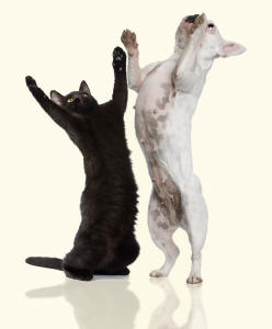 Black Cat and French Bulldog Reaching Upwards Revealing Paws