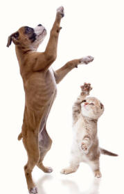 Boxer Dog and Scottish Fold Cat Revealing Paws