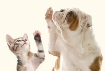 Bulldog and Shorthair Kitten Raise Paws