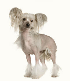 Chinese Crested Dog With Socks