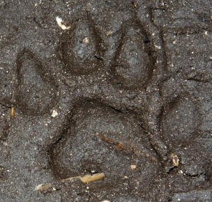 Cougar Track in Mud