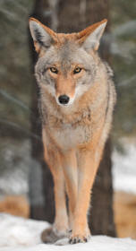 Coyote canis latrans on snow