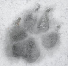 Dog Track in Snow