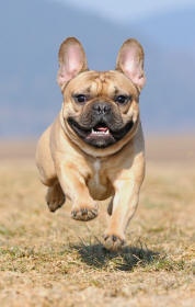 French Bulldog Suspension Gallop