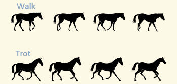 Horse Walking and Trotting Gaits Illustrated