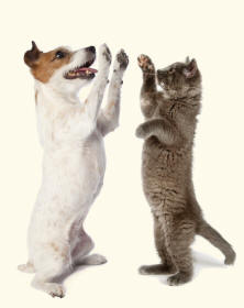 Jack Russell and Kitten High Five Revealing Paws