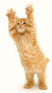 Kitten Standing Forelegs Outstretched
