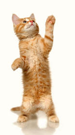 Kitten Standing One Foreleg Outstretched Revealing Paws