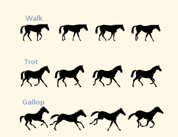 Horse Steps Walk Trot and Gallop