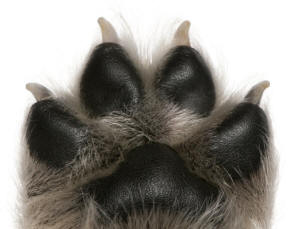 Symmetrical Paw of Puppy