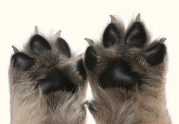 Paw of Puppies Toes Spread Apart