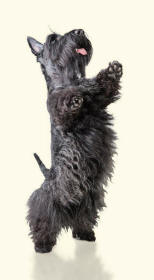 Scottish Terrier Jumping Revealing Paws