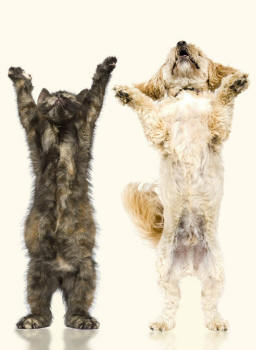 Shih Tzu Cross Dog and Kitten Reach Upwards