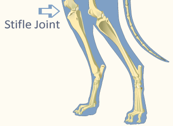 Stifle Joint Hind Leg of Domestic Dog Illustration