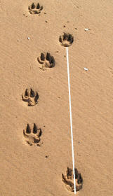 Stride Between Tracks Made By Same Paw