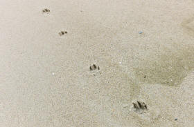 Trail of Dog in Sand