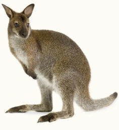 Wallaby Illustrating Syndactyly