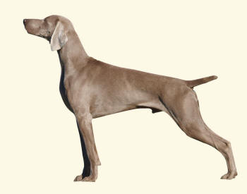 Weimaraner Dog Standard Anatomical Position