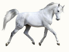 White Horse Trotting