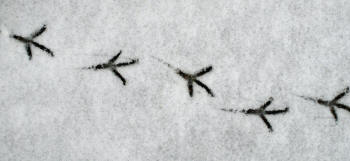 Bird Tracks In Snow