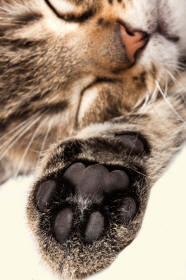 Cat Paw Close-Up Revealing Trilobate Heel Pad