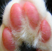 Cat Toe Pads Revealing Paws