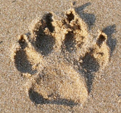 Dog Track in Sand Revealing Paws