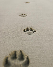 Dog Toe Impressions In Sand Revealing Paws