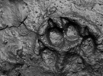 Dog Track in Dark Mud Prominent Toe Ridges Revealing Paws