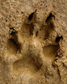 Dog Track in Mud