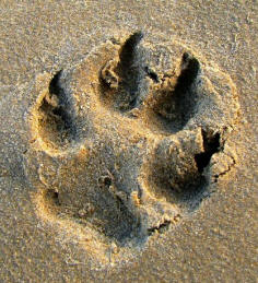 Dog Track in Sand Illustrating Toe Ridges