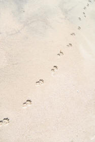 Dog Tracks on Sand Revealing Paws