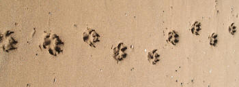 Dog Trail in Sand Revealing Paws