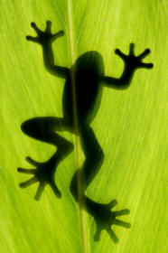 Frog Tetradactyl Revealing Paws