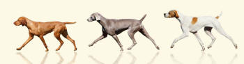 Trotting Hungarian Vizsla Weimaraner Pointer