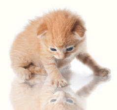 Kitten Reflecting On Paw