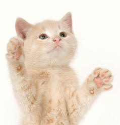Kitten Thoracic Limbs