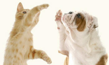 Bulldog Puppy and Kitten High Five Revealing Paws