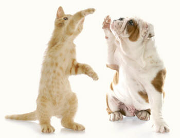 Bulldog Puppy and Kitten High Five Revealing Paws
