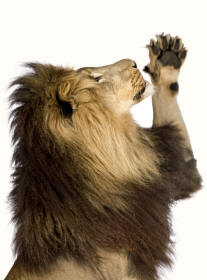 Lion panthera leo Revealing Paw