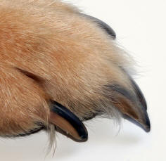 Nails of German Shepherd Dog