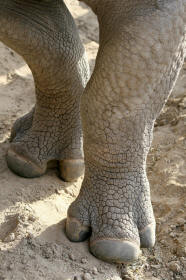 Rhinoceros Rhino With Three Toes