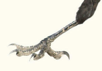 Talon Close-up of Rook corvus frugilegus