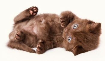 Scottish Fold Kitten Revealing Hind Feet